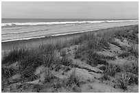 Grasses, dunes, and beach in winter. Indiana Dunes National Park ( black and white)