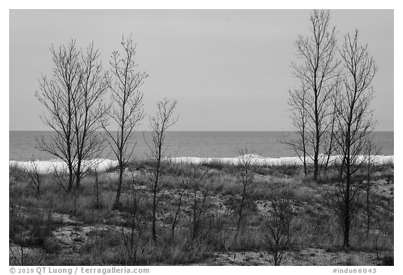 Bare trees and Lake Michigan in winter. Indiana Dunes National Park (black and white)