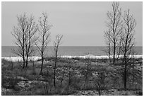 Bare trees and Lake Michigan in winter. Indiana Dunes National Park ( black and white)