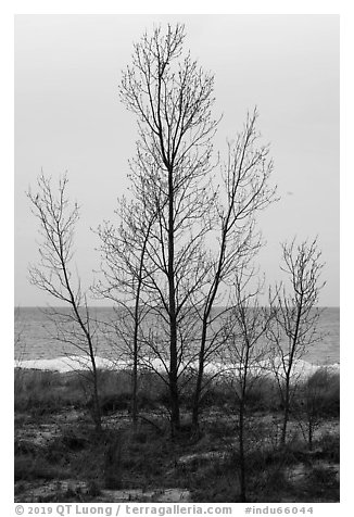 Bare trees, dunes, and Lake Michigan. Indiana Dunes National Park (black and white)