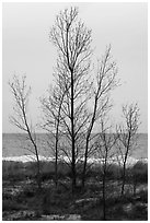 Bare trees, dunes, and Lake Michigan. Indiana Dunes National Park ( black and white)
