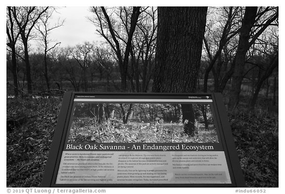 Black Oak Savanna interpretive sign. Indiana Dunes National Park (black and white)