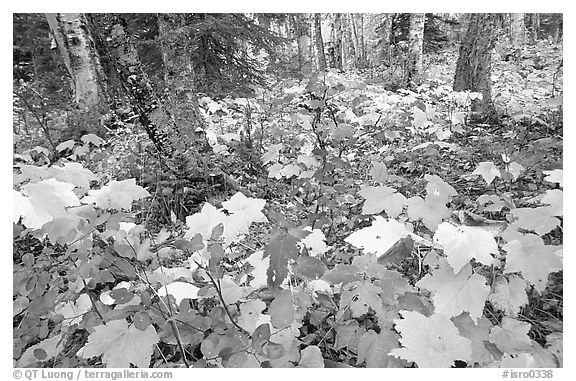 Forest in fall, Windego. Isle Royale National Park (black and white)