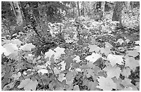 Forest in fall, Windego. Isle Royale National Park, Michigan, USA. (black and white)