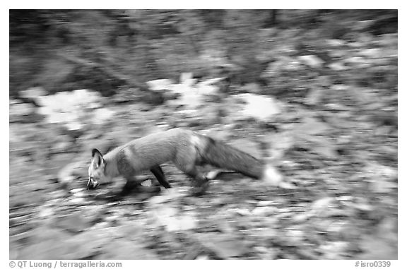 Red fox. Isle Royale National Park (black and white)