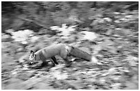 Red fox. Isle Royale National Park, Michigan, USA. (black and white)