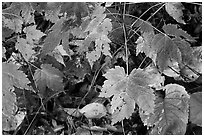 Maple leaves on forest floor. Isle Royale National Park, Michigan, USA. (black and white)