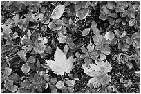Forest floor detail in autumn. Isle Royale National Park ( black and white)