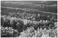 Forest seen  from Mount Franklin. Isle Royale National Park, Michigan, USA. (black and white)