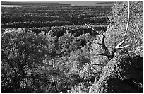View over forests from Mount Franklin. Isle Royale National Park ( black and white)