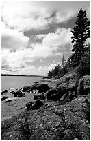 Tree, slabs, and oastine on the Stoll trail. Isle Royale National Park, Michigan, USA. (black and white)