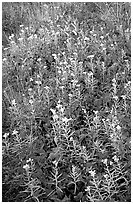 Meadow close-up. Isle Royale National Park ( black and white)