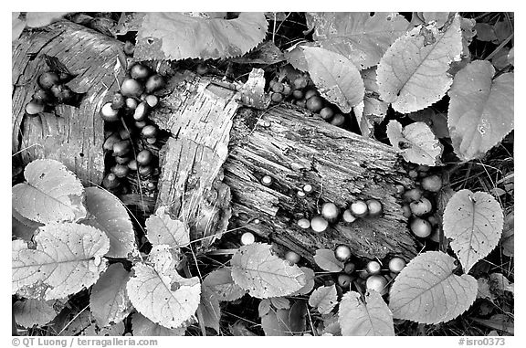 Log and mushrooms. Isle Royale National Park, Michigan, USA.