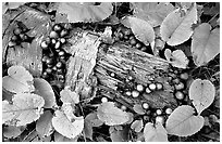 Log and mushrooms. Isle Royale National Park ( black and white)