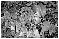 Maple leaves and weathered wood. Isle Royale National Park, Michigan, USA. (black and white)