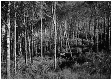 Sunny birch forest. Isle Royale National Park, Michigan, USA. (black and white)