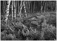 Birch trees on Greenstone ridge. Isle Royale National Park, Michigan, USA. (black and white)