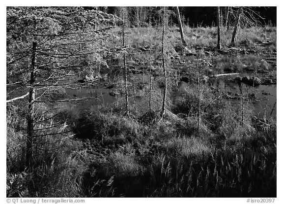 Beaver pond. Isle Royale National Park (black and white)