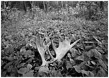 Pictures of Bones and Antlers