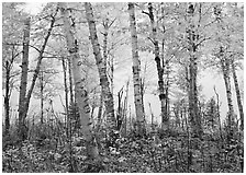 Birch trees in autum with branches blurred by wind. Isle Royale National Park ( black and white)