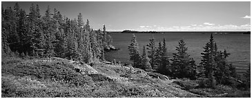 Lakeshore and trees. Isle Royale National Park (Panoramic black and white)
