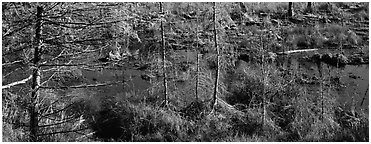 Beaver pond in autumn. Isle Royale National Park (Panoramic black and white)