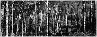Birch north woods forest scene. Isle Royale National Park (Panoramic black and white)