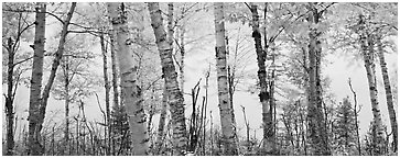 Birch trees with yellow autumn leaves. Isle Royale National Park (Panoramic black and white)