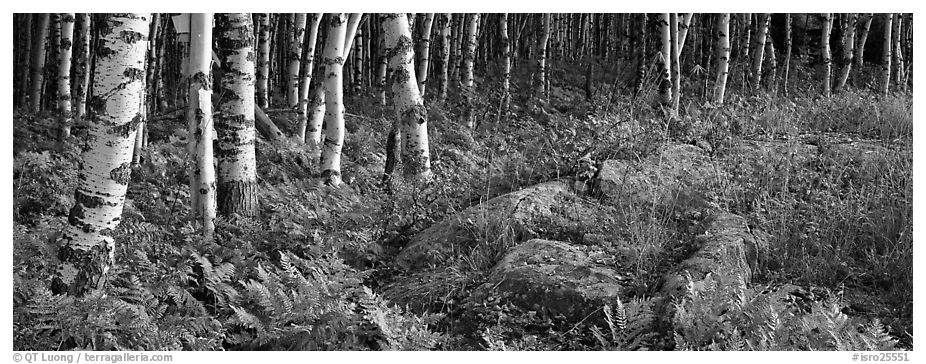 Ferns and north woods forest in autumn. Isle Royale National Park (black and white)