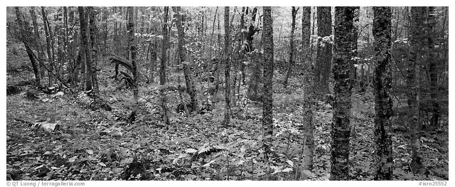 Deciduous forest in autumn. Isle Royale National Park (black and white)