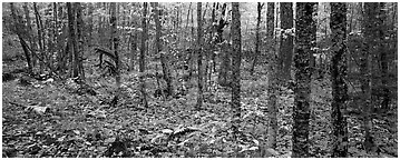 Deciduous forest in autumn. Isle Royale National Park (Panoramic black and white)