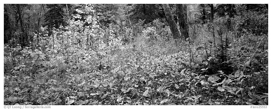 Forest floor in the fall. Isle Royale National Park (black and white)