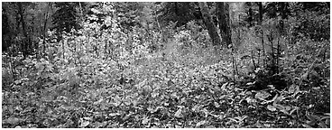 Forest floor in the fall. Isle Royale National Park (Panoramic black and white)