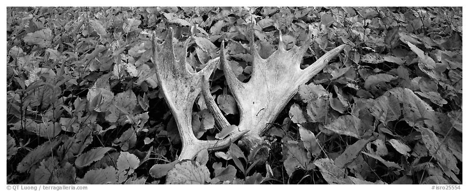 Fallen moose antlers and forest floor in autumn. Isle Royale National Park (black and white)