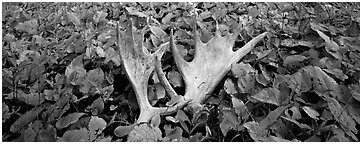 Fallen moose antlers and forest floor in autumn. Isle Royale National Park (Panoramic black and white)