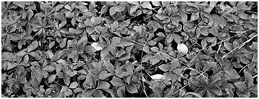 Close-up of berry leaves in autumn colors. Isle Royale National Park (Panoramic black and white)