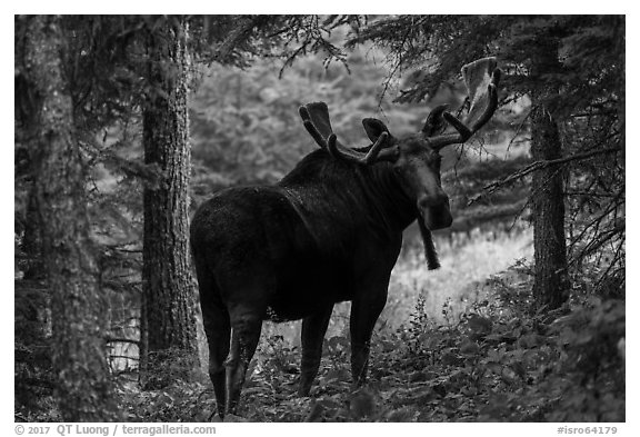 Bull moose in summer forest. Isle Royale National Park (black and white)