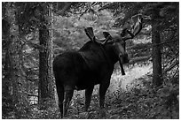 Bull moose in summer forest. Isle Royale National Park ( black and white)