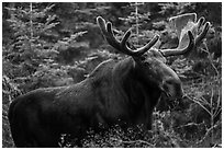 Large bull moose. Isle Royale National Park ( black and white)
