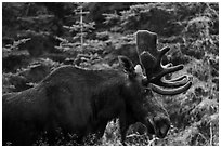 Bull moose. Isle Royale National Park ( black and white)