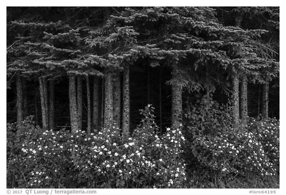 White blooms and dark forest. Isle Royale National Park (black and white)