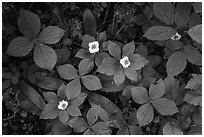 Forest undergrowth with white flowers, Passage Island. Isle Royale National Park ( black and white)