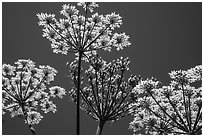 Looking up Cow Parsnip. Isle Royale National Park ( black and white)