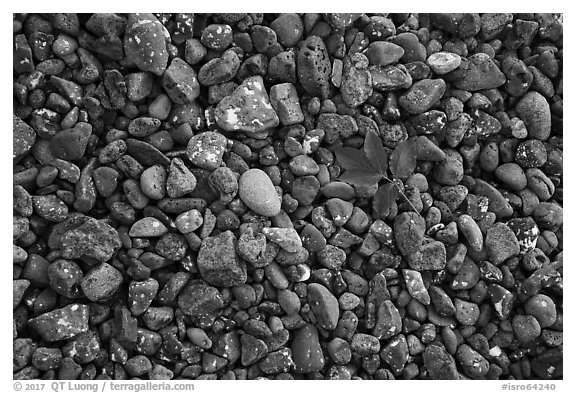 Fallen green leaf and beach stones, Tookers Island. Isle Royale National Park (black and white)