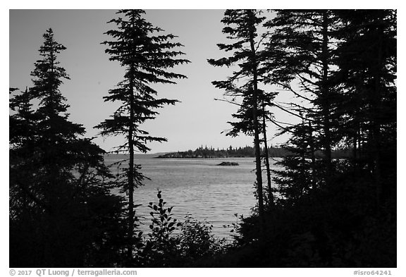 Islands through trees from Tookers Island, late afternoon. Isle Royale National Park (black and white)