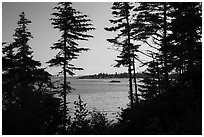 Islands through trees from Tookers Island, late afternoon. Isle Royale National Park ( black and white)