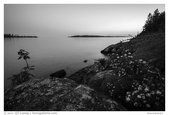 Summer wildflowers and islands, Rock Harbor, sunset. Isle Royale National Park (black and white)
