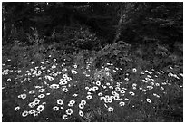 Daisies and forest, Mott Island. Isle Royale National Park ( black and white)
