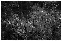 Fireweed and dense forest, Caribou Island. Isle Royale National Park ( black and white)