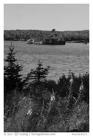 Fireweed, inlet, and forest, Caribou Island. Isle Royale National Park (black and white)